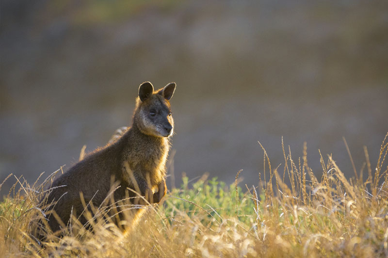 Wallaby on the Phillip Island Penguin Parade Tour 