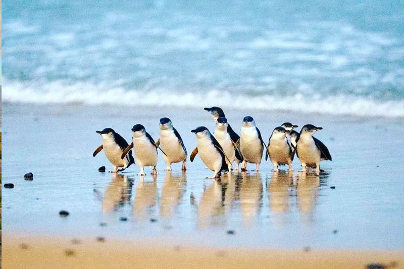 Penguins seen coming onto the beach during the Phillip Island Tour