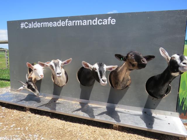 Caldermeade Farm Goats 